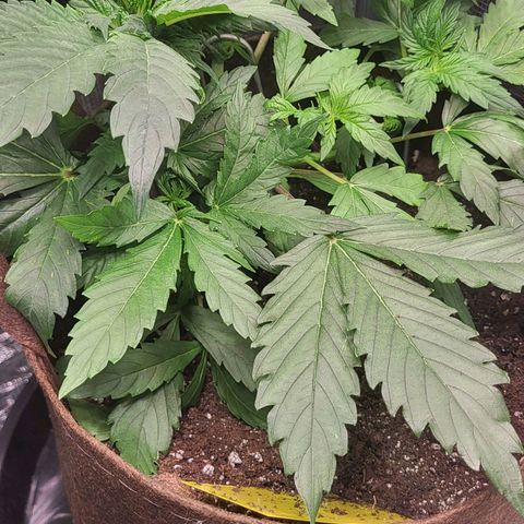 RUNTZ 2 growlog timeline photo