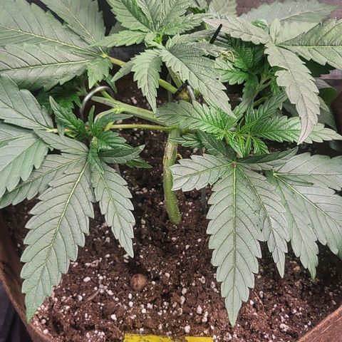 THUNDERFUCK FEM growlog timeline photo