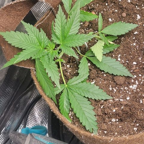 RUNTZ 1 growlog timeline photo