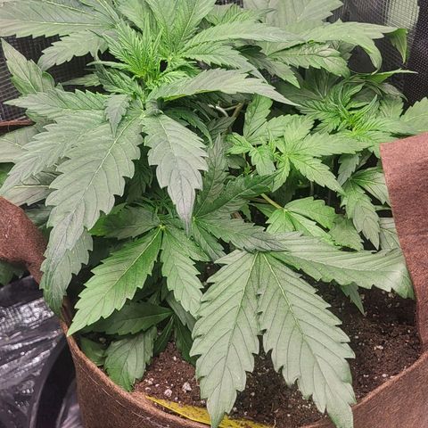 RUNTZ 2 growlog timeline photo