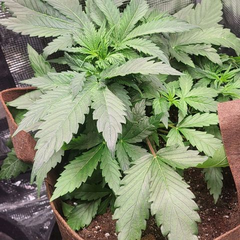 RUNTZ 2 growlog timeline photo