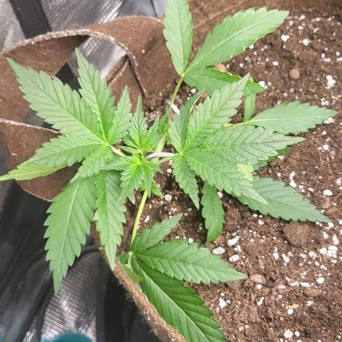 RUNTZ 1 growlog timeline photo