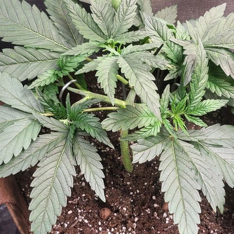THUNDERFUCK FEM growlog timeline photo