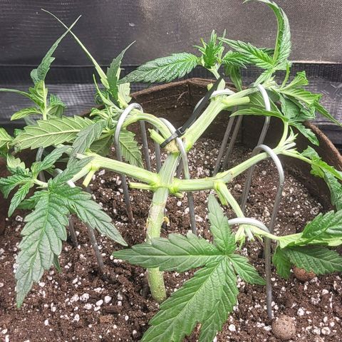 THUNDERFUCK FEM growlog timeline photo