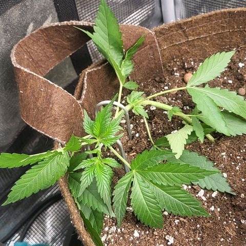 RUNTZ 1 growlog timeline photo
