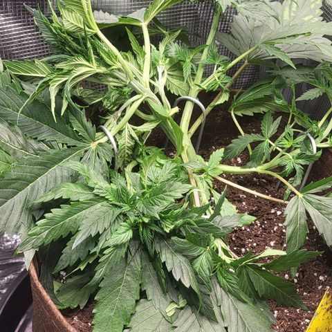 RUNTZ 2 growlog timeline photo