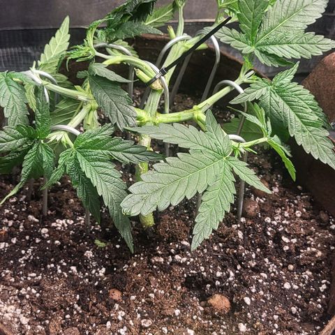 THUNDERFUCK FEM growlog timeline photo