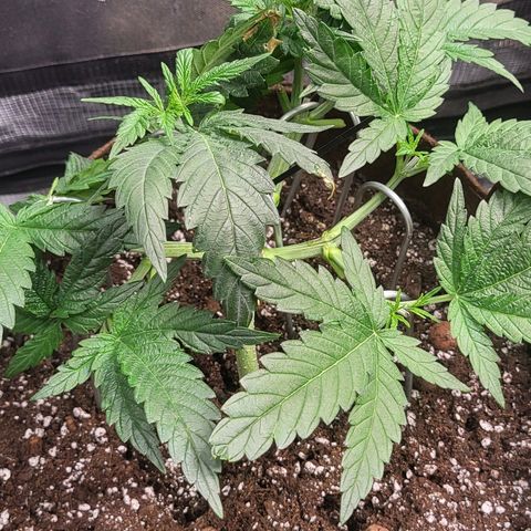 THUNDERFUCK FEM growlog timeline photo