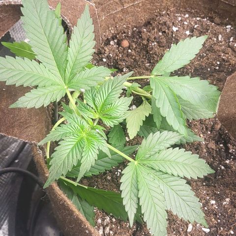 RUNTZ 1 growlog timeline photo