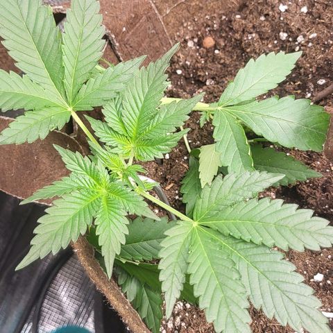 RUNTZ 1 growlog timeline photo