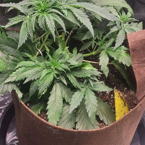 RUNTZ 2 growlog timeline photo