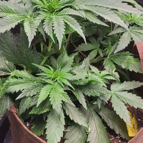 RUNTZ 2 growlog timeline photo