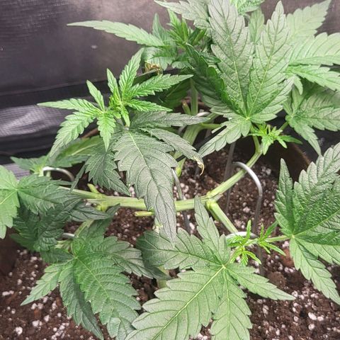 THUNDERFUCK FEM growlog timeline photo