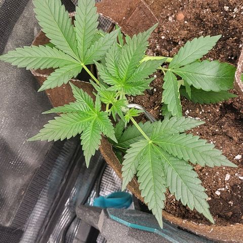 RUNTZ 1 growlog timeline photo