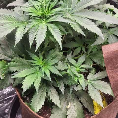 RUNTZ 2 growlog timeline photo