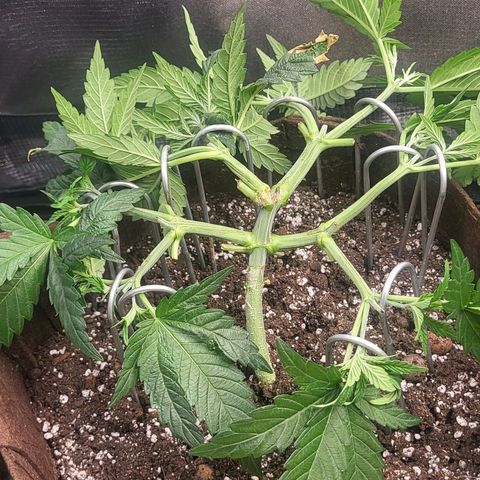 THUNDERFUCK FEM growlog timeline photo