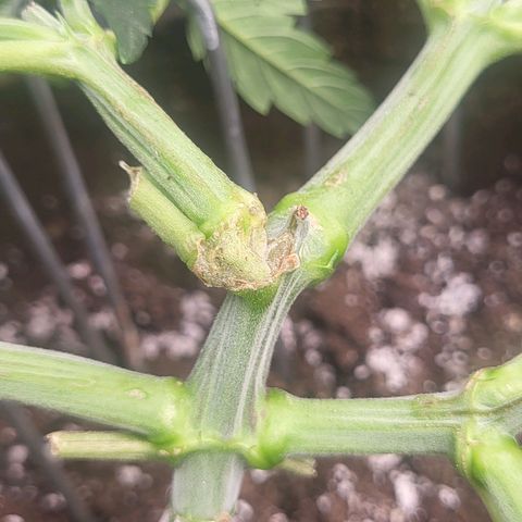THUNDERFUCK FEM growlog timeline photo
