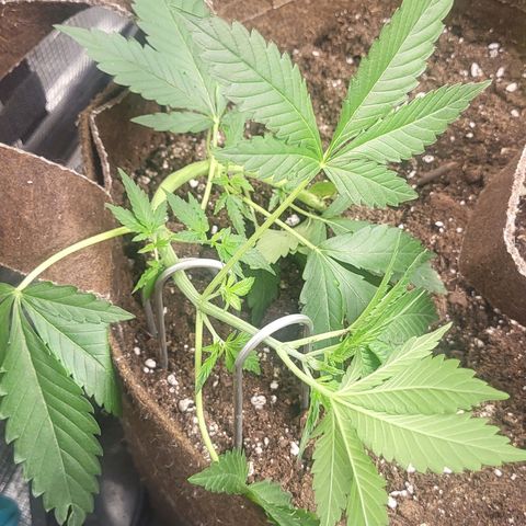 RUNTZ 1 growlog timeline photo