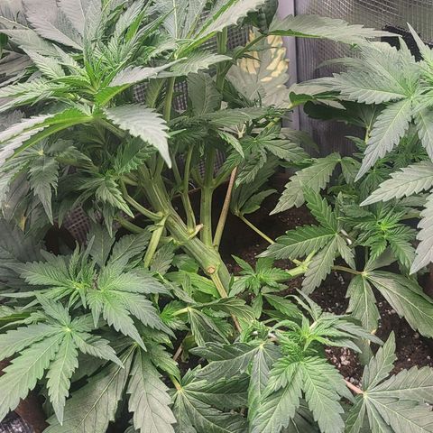 RUNTZ 2 growlog timeline photo