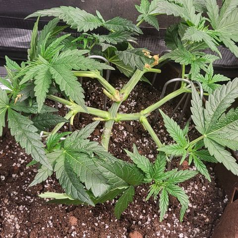 THUNDERFUCK FEM growlog timeline photo