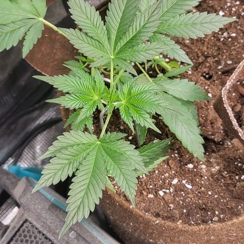 RUNTZ 1 growlog timeline photo