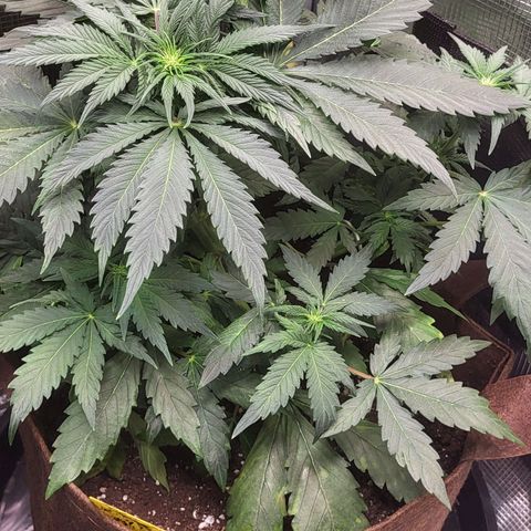 RUNTZ 2 growlog timeline photo