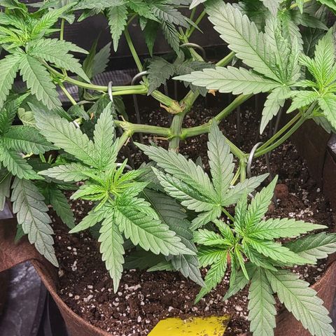 THUNDERFUCK FEM growlog timeline photo