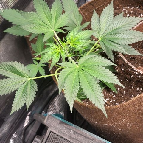 RUNTZ 1 growlog timeline photo