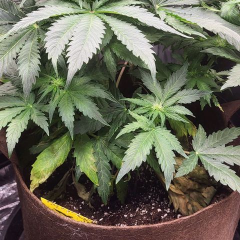 RUNTZ 2 growlog timeline photo