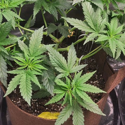 THUNDERFUCK FEM growlog timeline photo