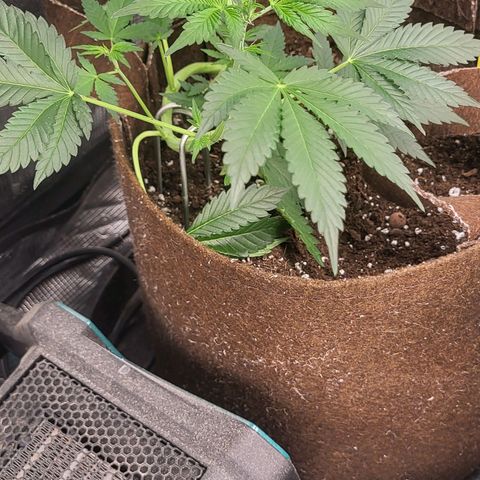 RUNTZ 1 growlog timeline photo