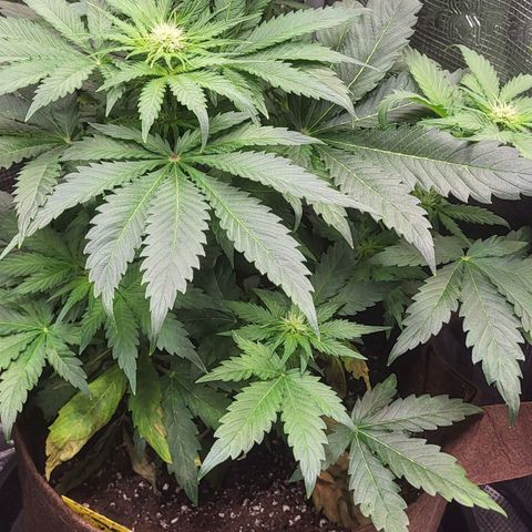 RUNTZ 2 growlog timeline photo