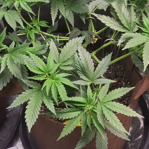 THUNDERFUCK FEM growlog timeline photo