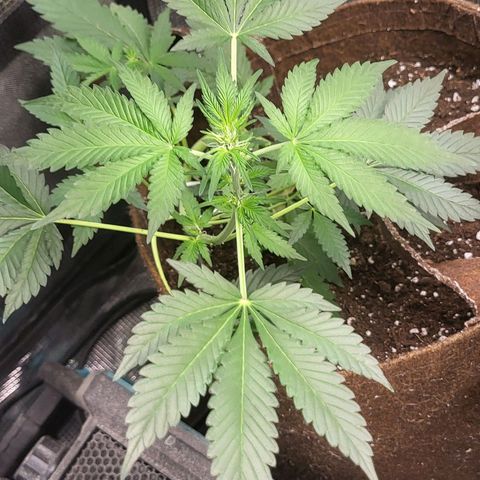 RUNTZ 1 growlog timeline photo
