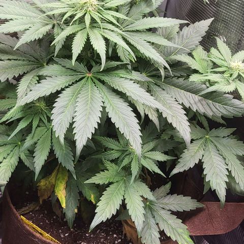 RUNTZ 2 growlog timeline photo