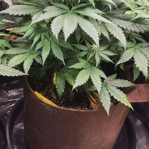 RUNTZ 2 growlog timeline photo