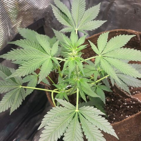 RUNTZ 1 growlog timeline photo