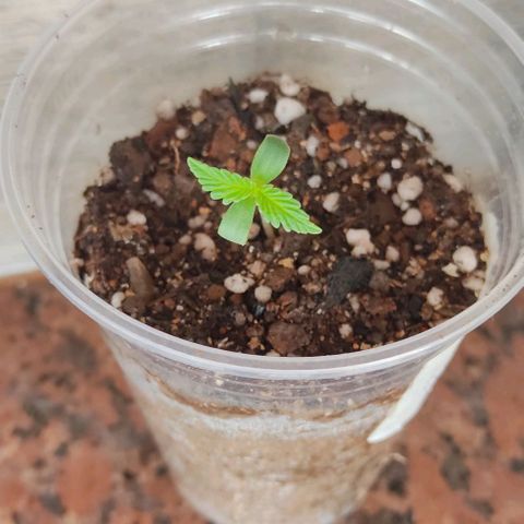 Ouro Verde growlog timeline photo