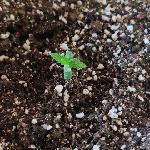 Ouro Verde growlog photo: Vaso final 