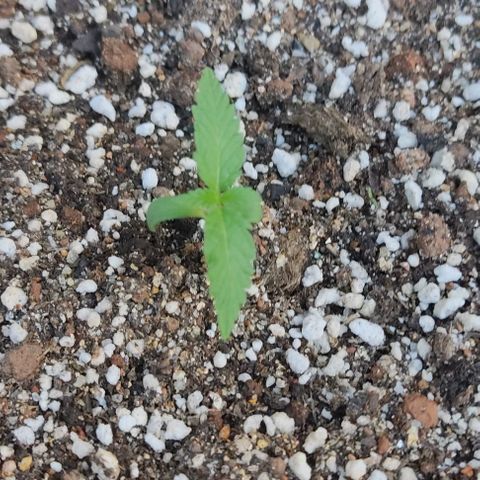 Ouro Verde growlog timeline photo