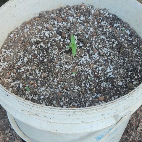 Ouro Verde growlog timeline photo