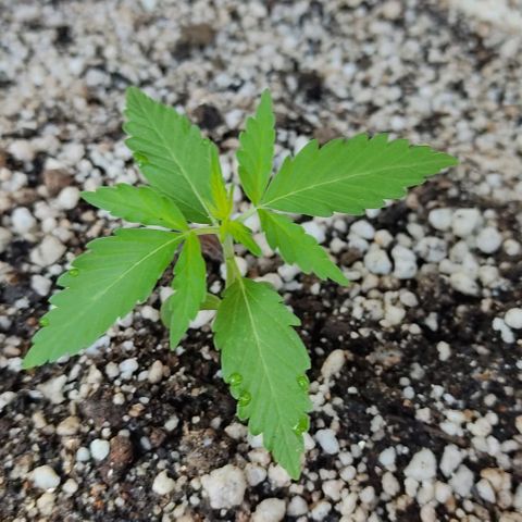 Ouro Verde growlog photo: Vaso indoor 