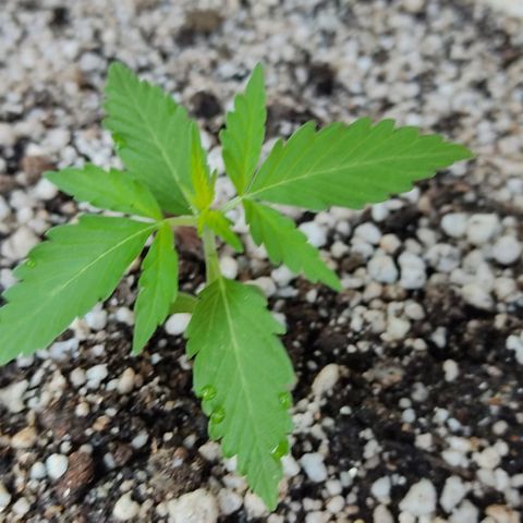 Ouro Verde growlog photo: Vaso indoor 