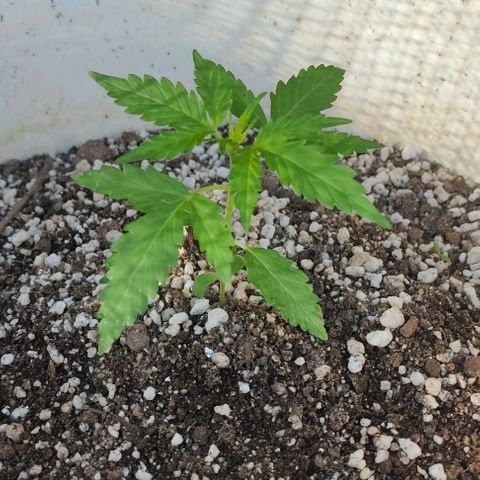 Ouro Verde growlog timeline photo