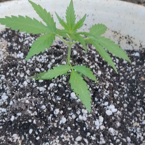 Ouro Verde growlog timeline photo