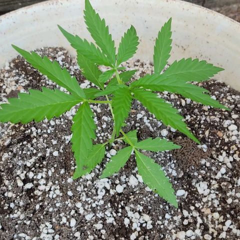 Ouro Verde growlog timeline photo