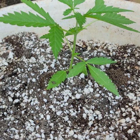Ouro Verde growlog timeline photo