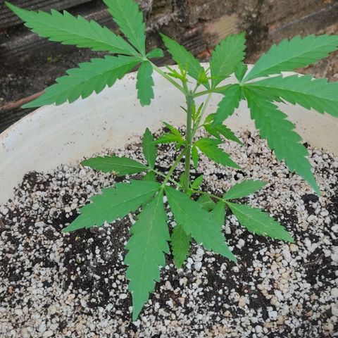 Ouro Verde growlog timeline photo