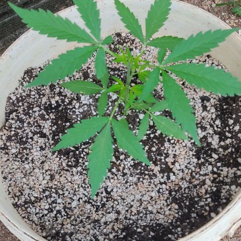 Ouro Verde growlog timeline photo