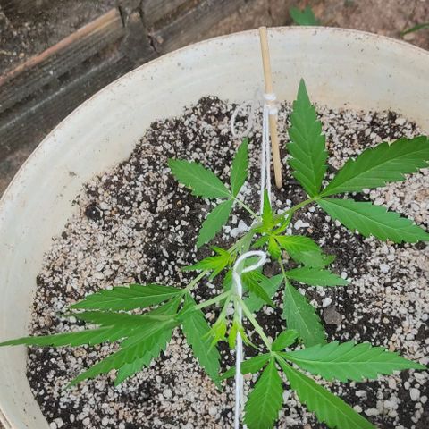 Ouro Verde growlog photo: 1° amarração 